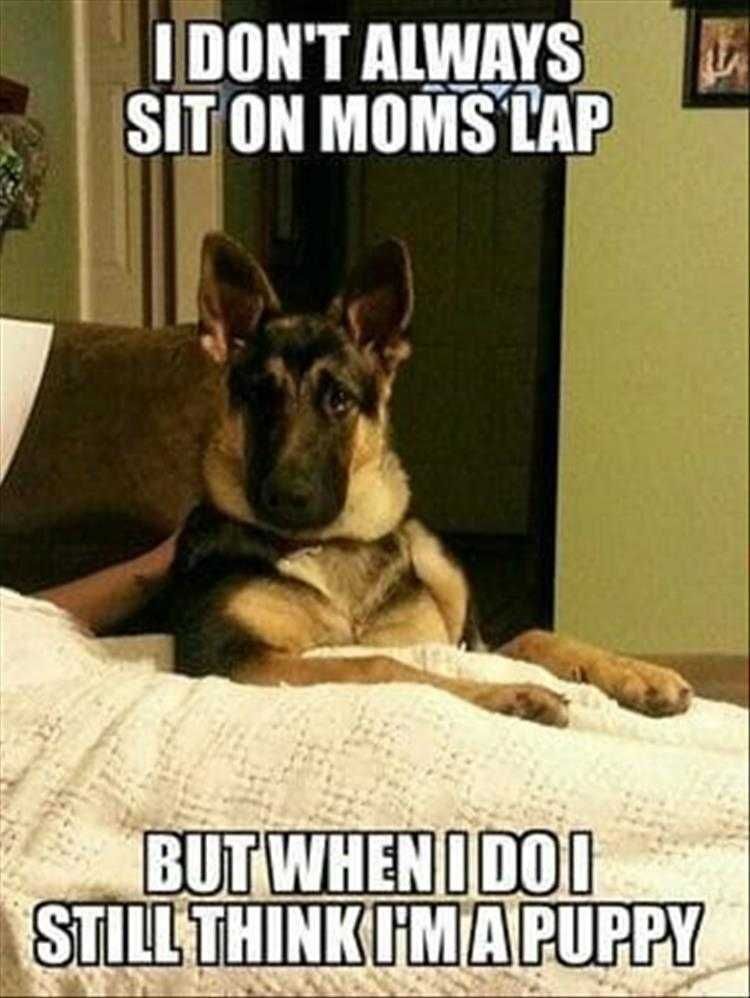 Funny Pet Dog Photos I Don'T Always