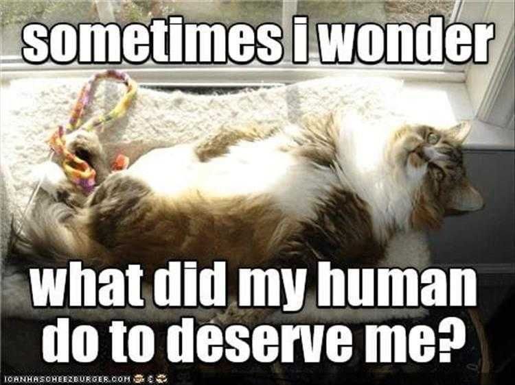 Funny Pet Cat Photo Deserving Of Pets