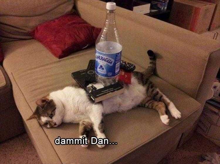 Funny Pet Cat Photos Soft Table