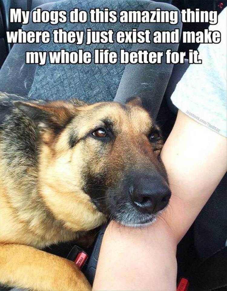 Funny Pet Dog Photos Existence