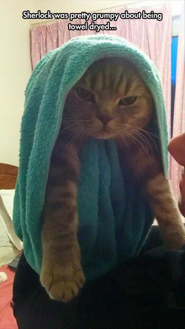 Funny Pet Cat Photos Towel Dried
