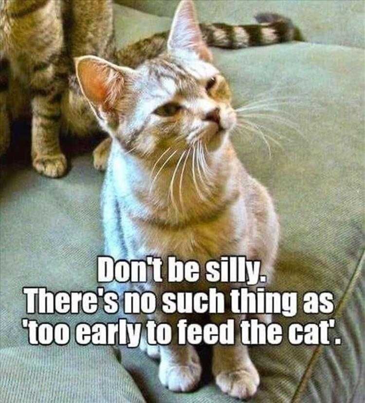 Hilarious Pet Pics Too Early To Feed Cat