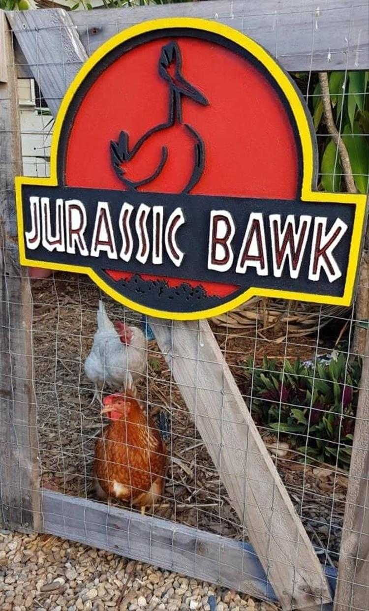 Hilarious Pet Pics Beware The Bawk