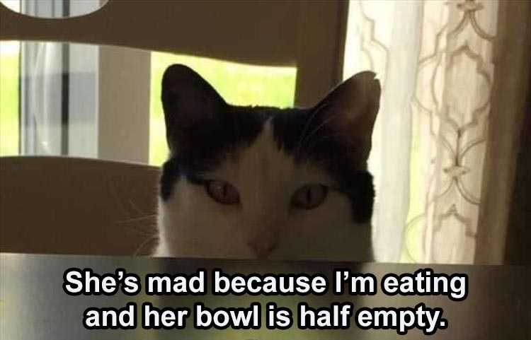 Hilarious Pet Pics Death Stare