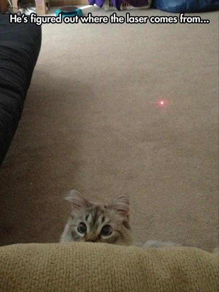 Hilarious Pet Pics Sharp Kitty
