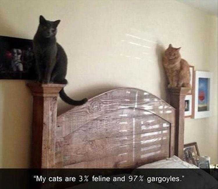 Hilarious Pet Pics Gargoyle Statues