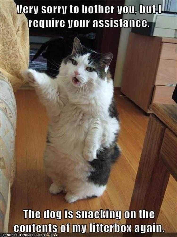 Hilarious Pet Pics Management Complaint
