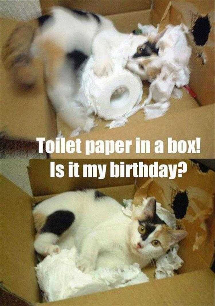 Hilarious Pet Pics Heaven Exists