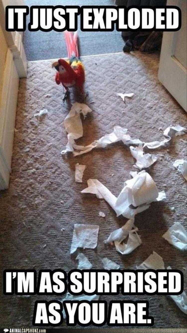 Hilarious Pet Pics Spontaneously
