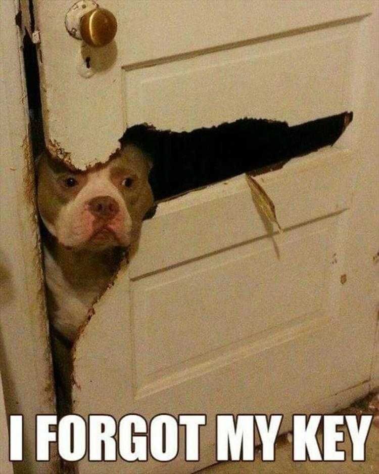 Hilarious Pet Pics Peakaboo