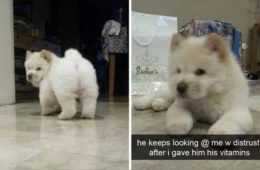 Very Sus  Hilarious Pet Pics