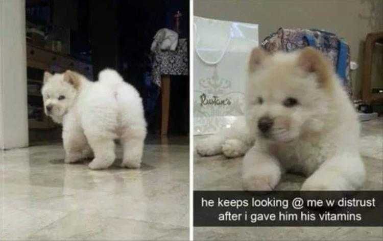 Hilarious Pet Pics Sus