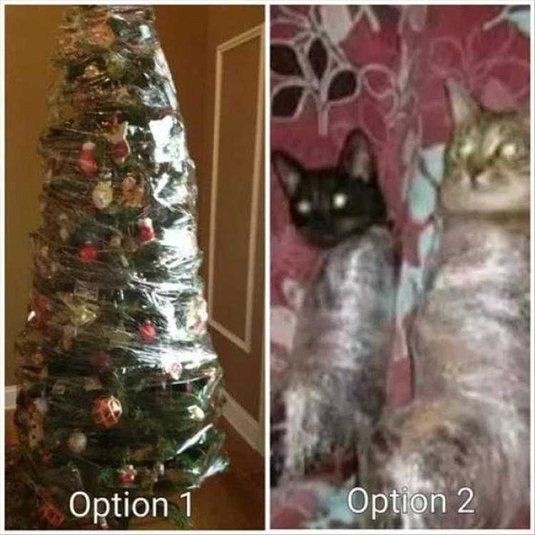 Cat Pictures Funny Captions Securing Christmas