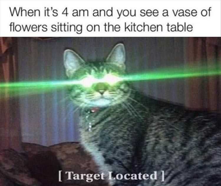 Cat Pictures Funny Captions Terminate