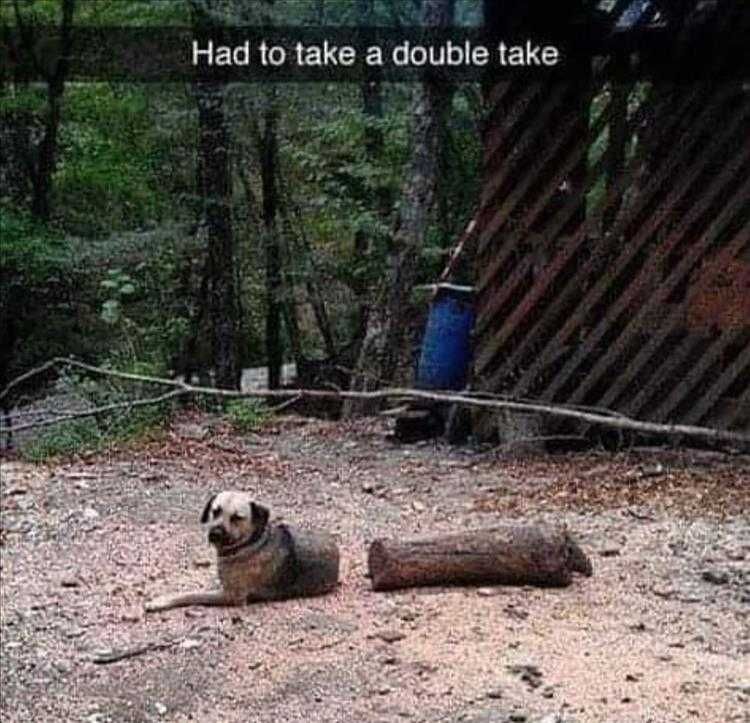 Animal Pictures Funny Captions Magician Dog