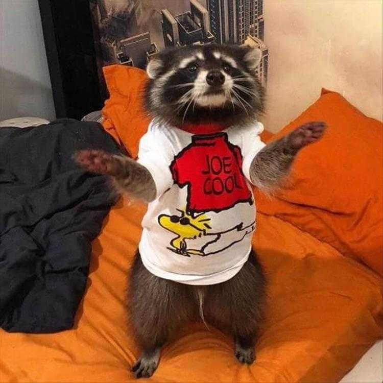 Animal Pictures Funny Captions Cool Racoon