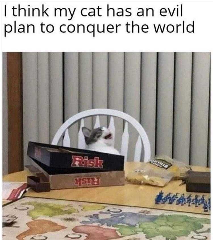 Cat Pictures Funny Captions Cat Playing Risk