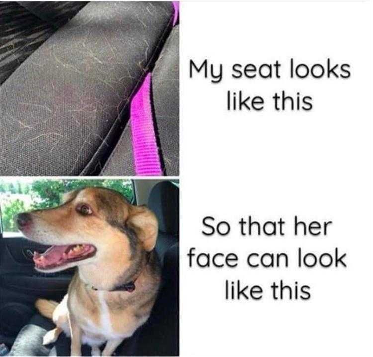 Dog Pictures Funny Captions Dog Hair Alert