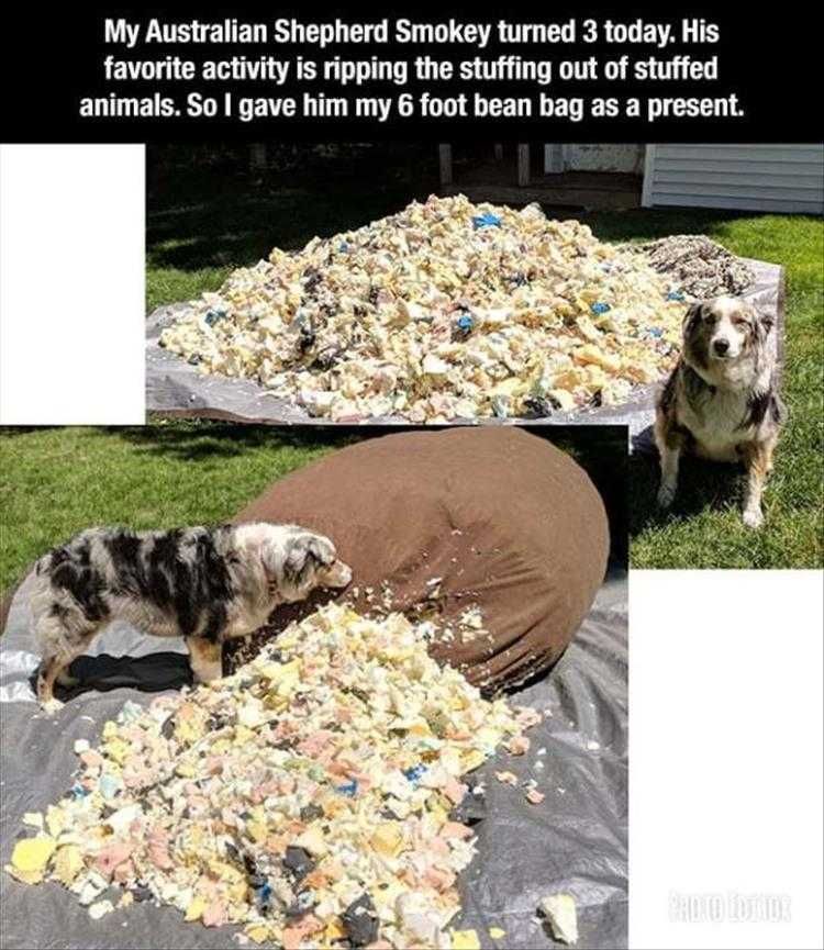 Dog Pictures Funny Captions Dog Present
