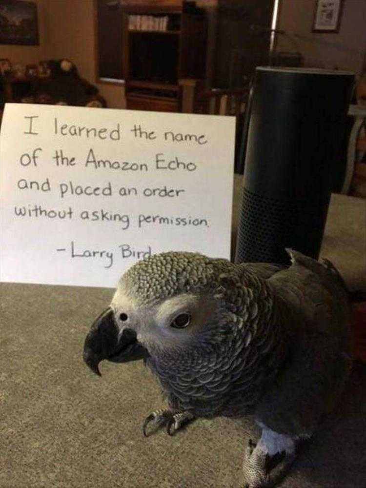 Animal Pictures Funny Captions Parrot Orders Amazon