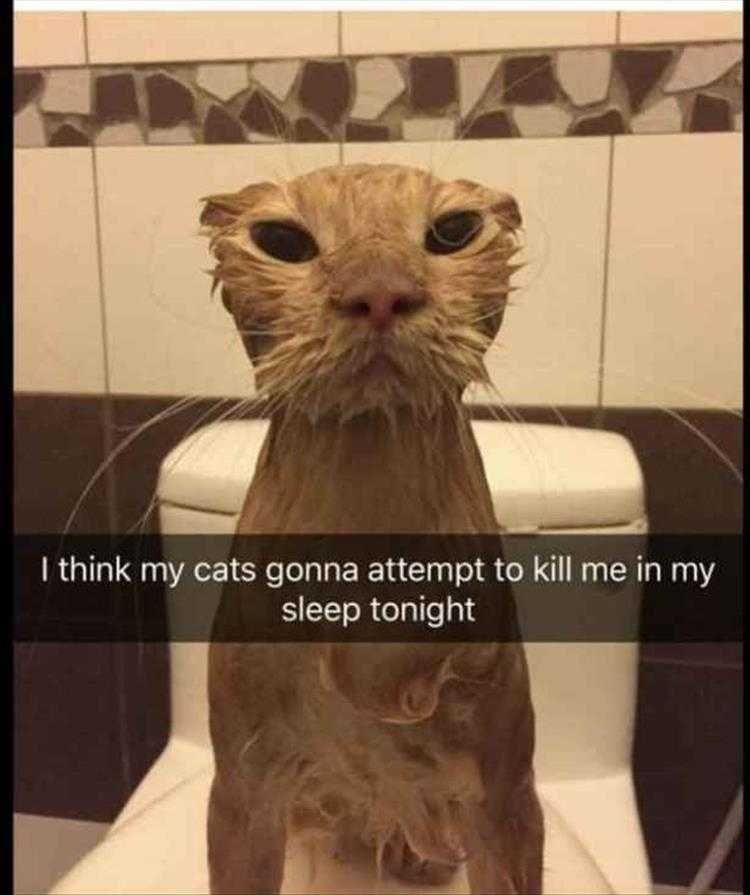 Cat Pictures Funny Captions Dangers Of Bathing Cats