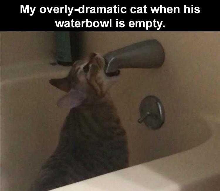 Funny Animal Pics Memes Drama Queen