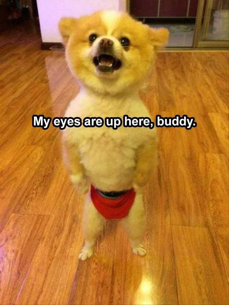 Funny Animal Pics Meme Eyes Up Here