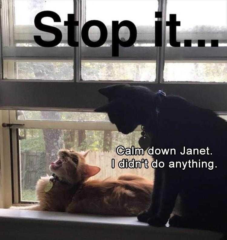 Funny Animal Pics Meme Stop