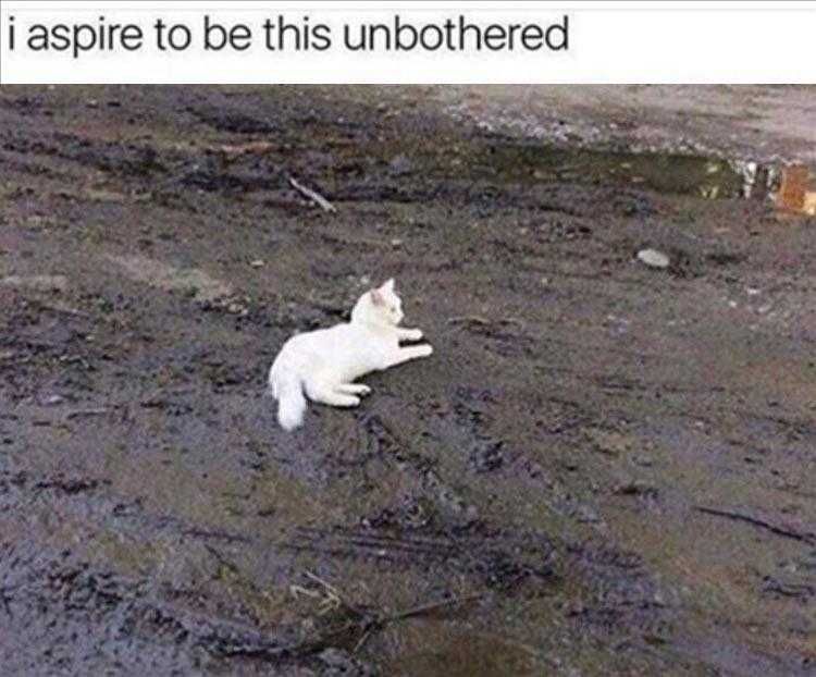 Funny Animal Pic Memes White Cat In Dirt