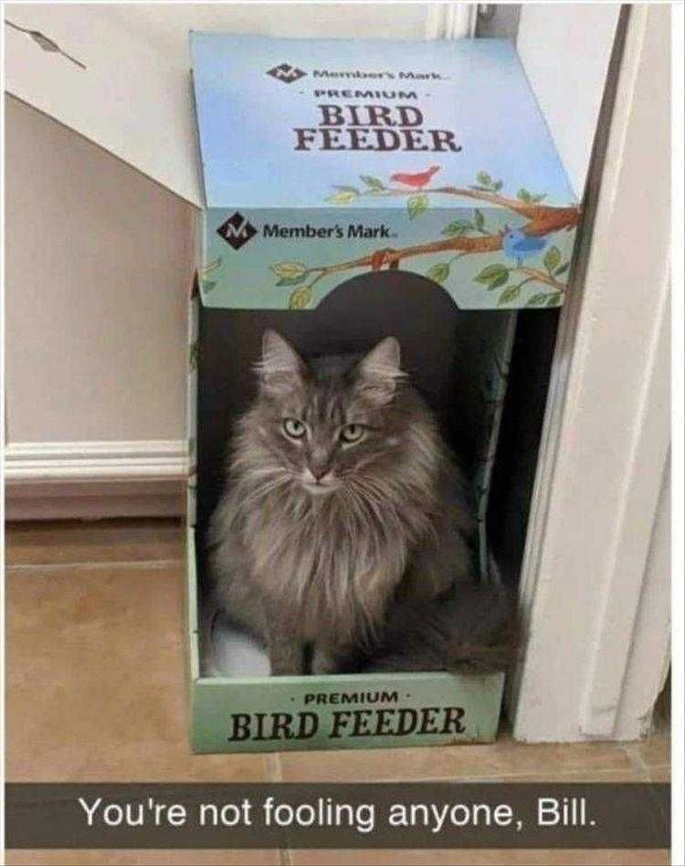 Funny Animal Pic Memes Bird Feeder