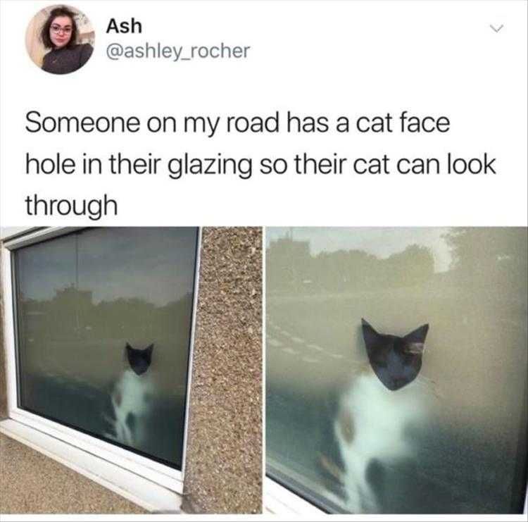 Funny Animal Pic Memes Cat Face Hole