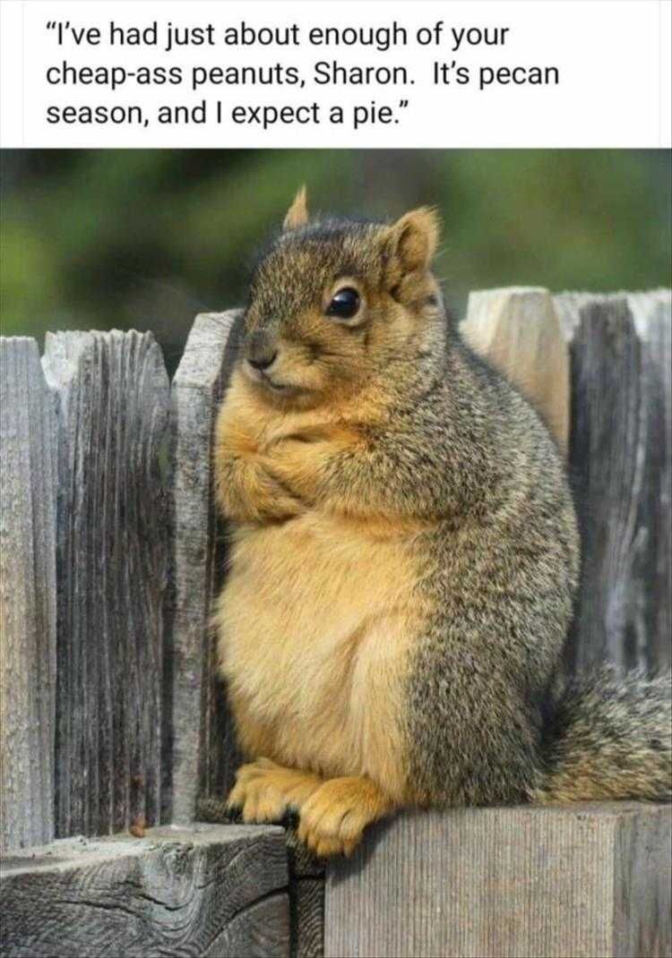 Funny Animal Pic Memes Demanding Squirrel