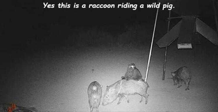 Funny Animal Pic Memes Cowboy Raccoon