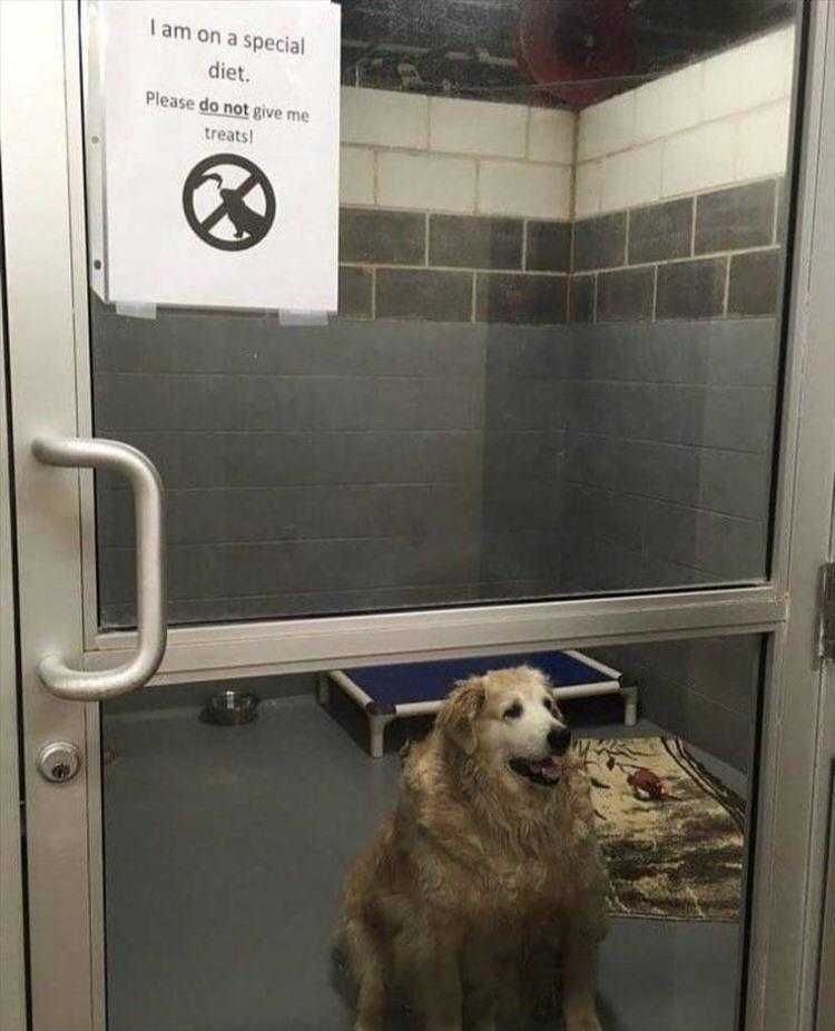 Funny Animal Pic Memes Sign Was A Little Late