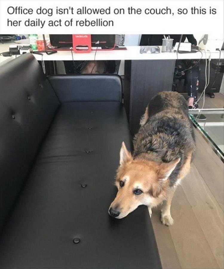Funny Dog Pic Memes Head Fake