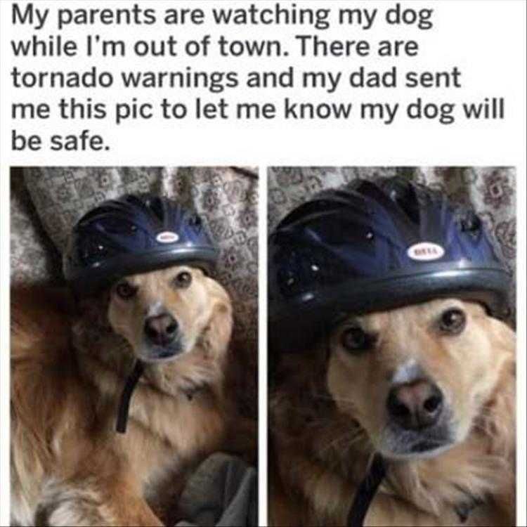Funny Animal Pic Memes Safety Dog.