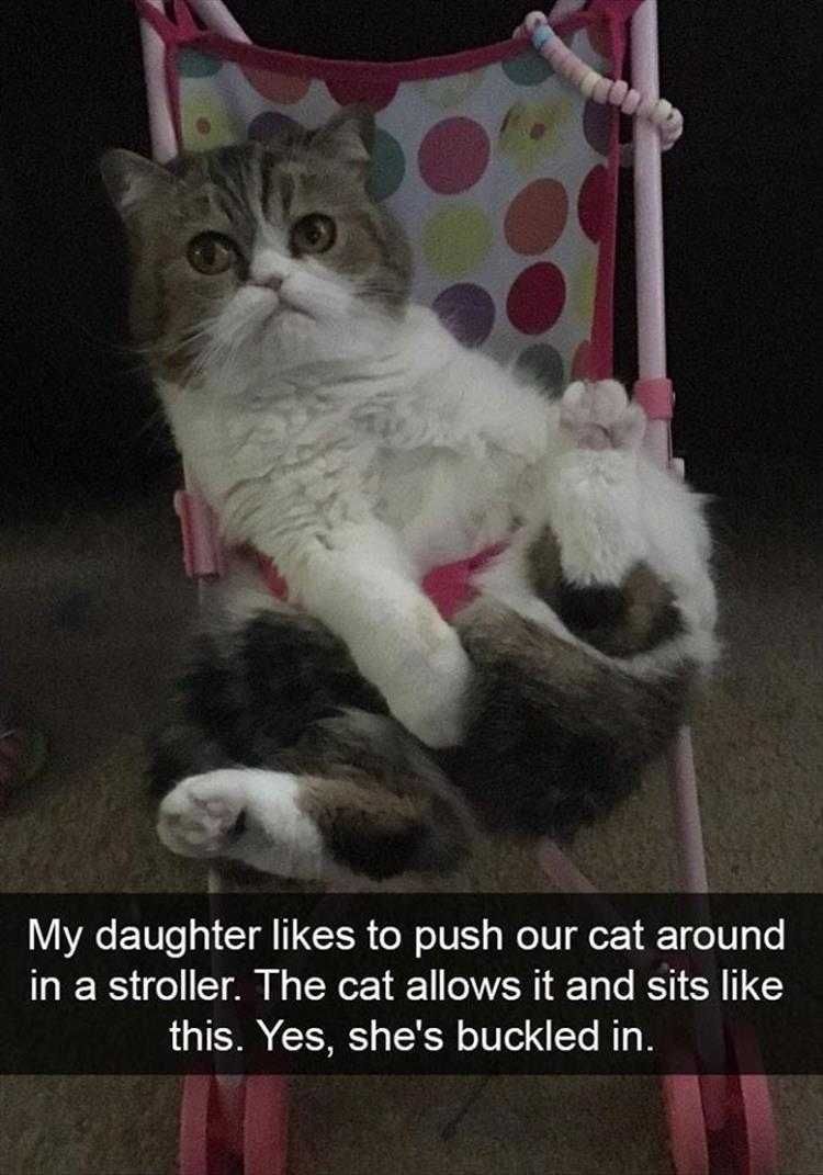 Funny Animal Pic Memes Cat Stroller