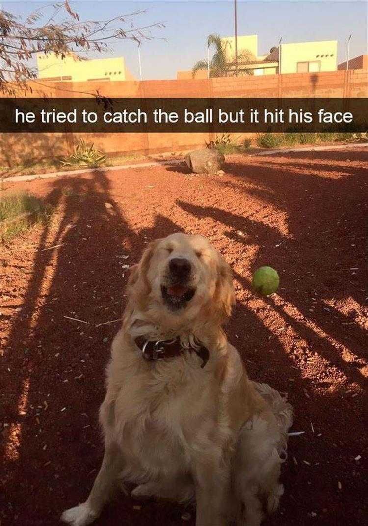 Funny Animal Pic Memes Bad Catch
