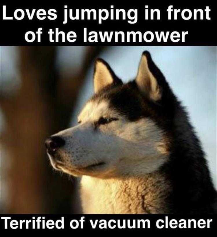 Funny Dog Pic Memes Husky Dilemmas