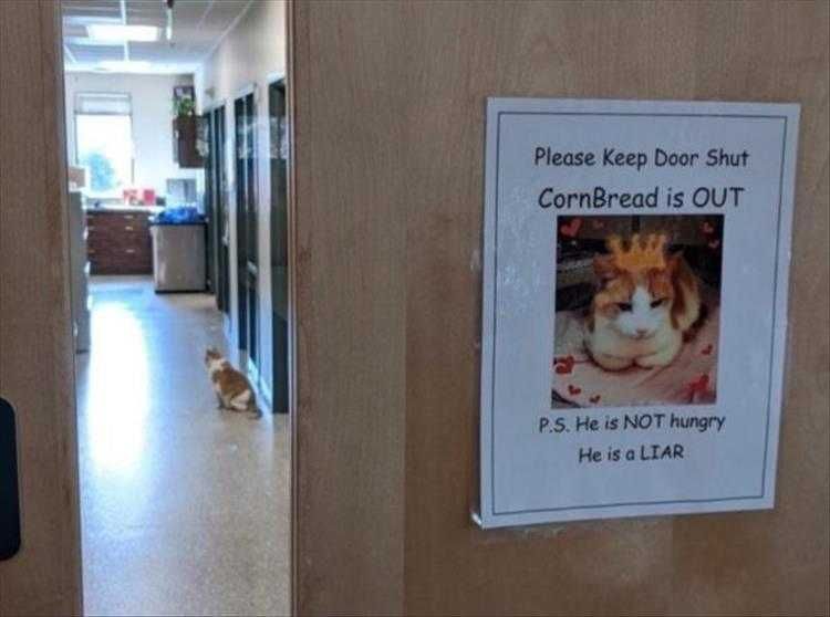 Cute Pet Memes Be Warned