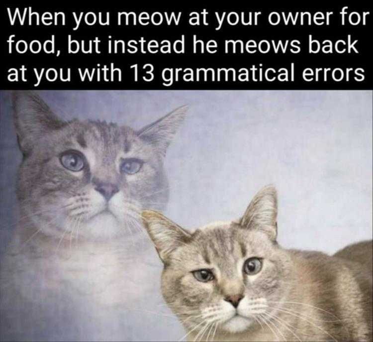 Cute Pet Memes All I Said Was Food