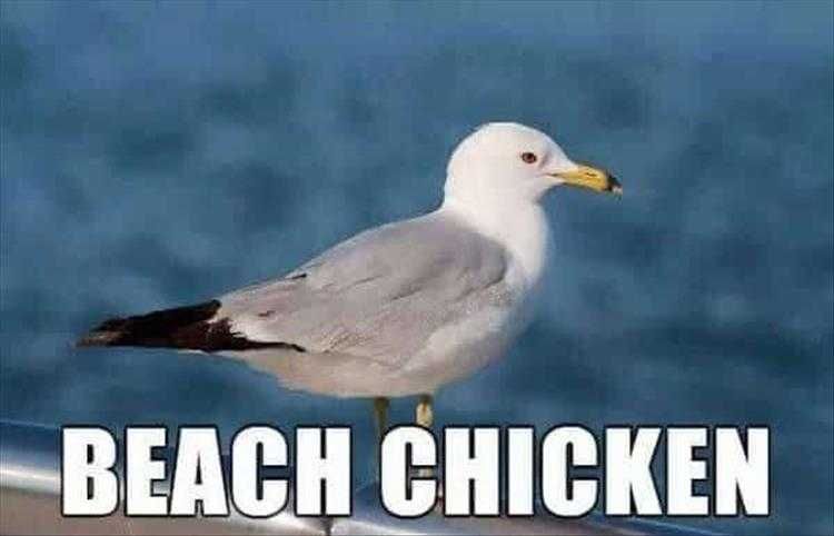 Cute Pet Memes Beach Chicken
