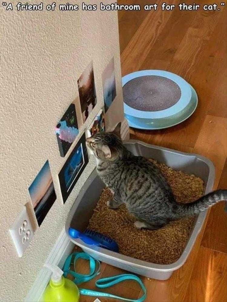 Top 25 Funny Animal Memes Of The Day 5Fdcc3F11D530