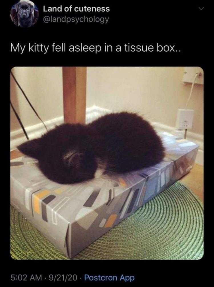 Cute Pet Memes How Box Obsessions Start