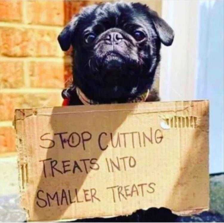 Cute Pet Memes We Can Tell