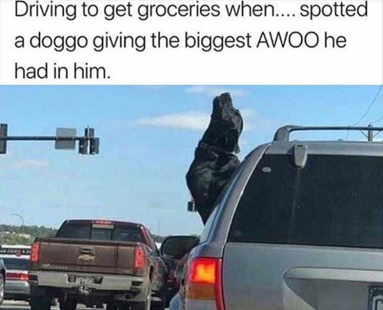Cute Pet Memes Howling At The Red Light!