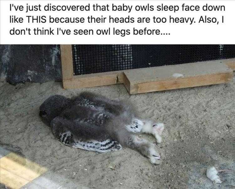 Cute Pet Memes Drunk Baby Owls