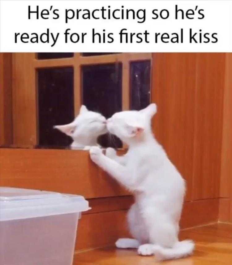 Cute Pet Memes Practicing On The Mirror