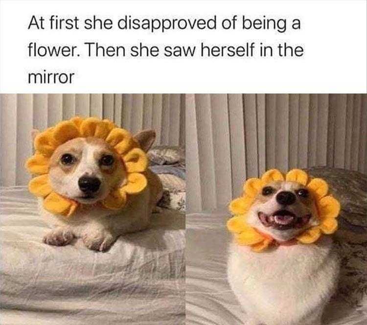 Cute Pet Memes Dang I Look Good.