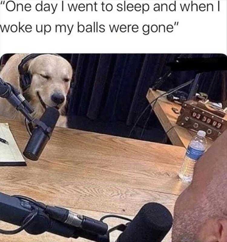 Cute Pet Memes Just Like That